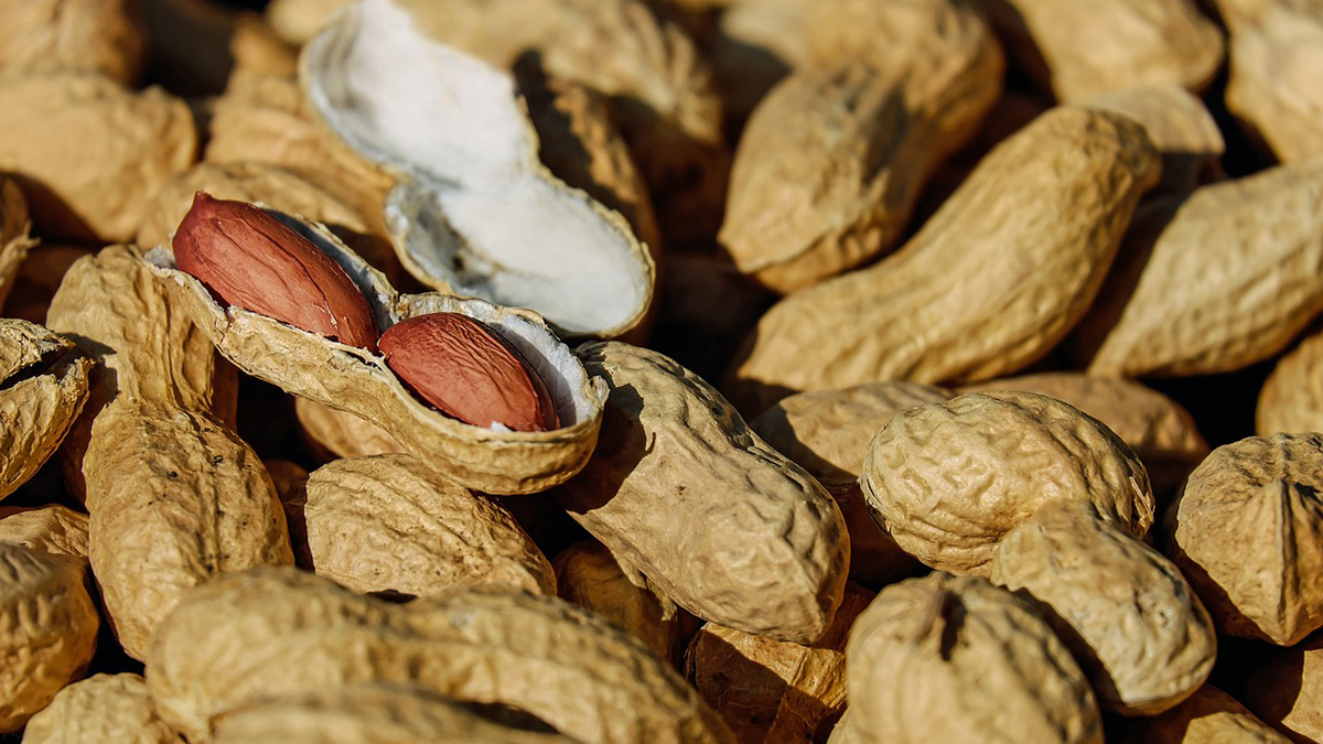 Benefits Of Peanuts: நிலக்கடலையில் உள்ள பயன்கள் என்னென்ன..! விவரம் உள்ளே..!