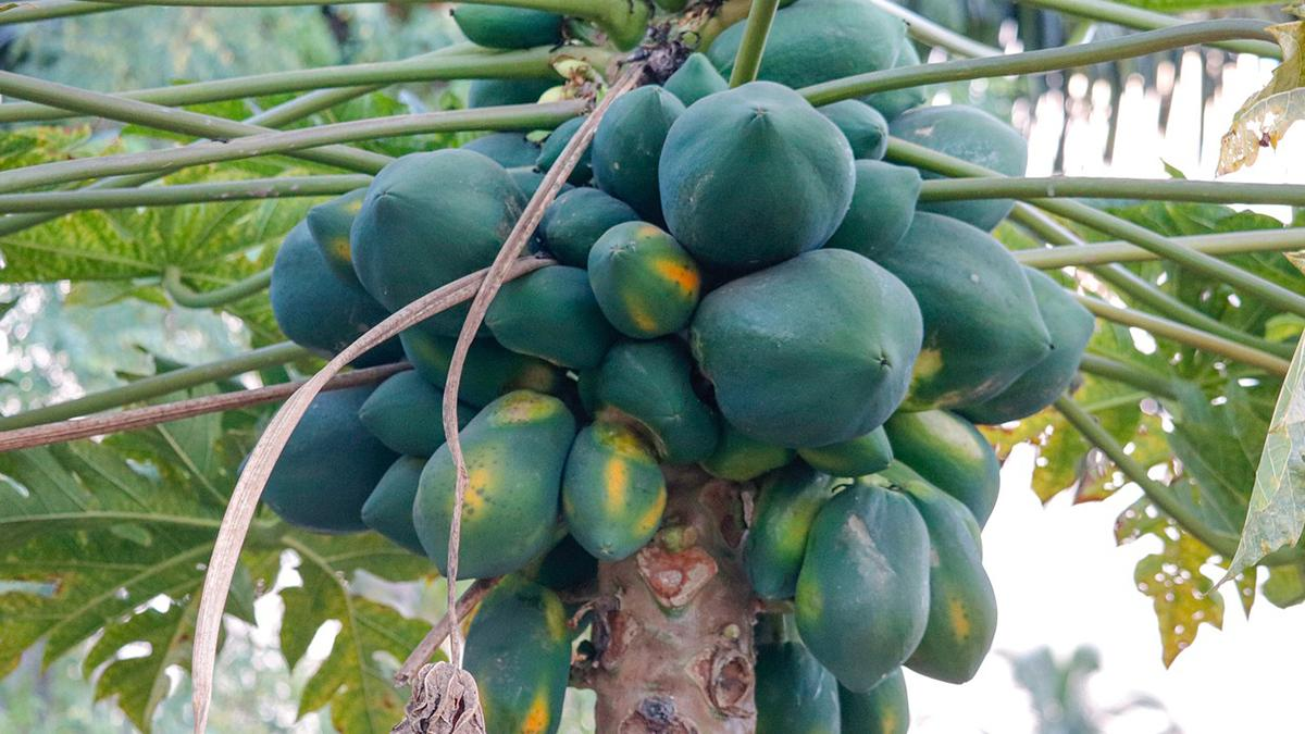Papaya Benefits: பப்பாளியில் உள்ள மருத்துவ பயன்கள் என்னென்ன..? விவரம் உள்ளே..!
