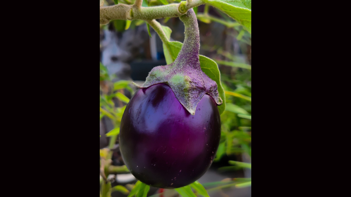 Brinjal Benefits: கத்தரிக்காயை உணவில் சேர்த்துக் கொள்வதால் கிடைக்கும் பயன்கள்..!