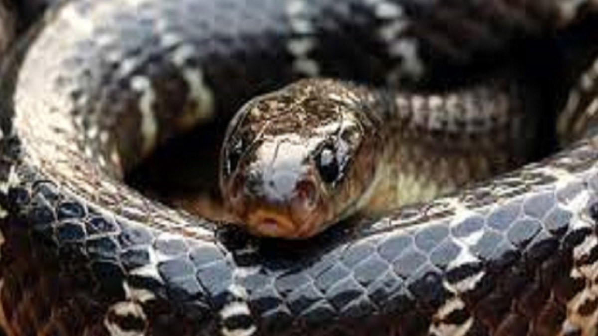 Youth Dies by Snake Bite: தன்னை தீண்டிய பாம்பின் தலையை சாப்பிட்ட இளைஞர் மரணம்; விஷம் தலைக்கேறி., ஆத்திர வெறியில் நடந்த பயங்கரம்.!
