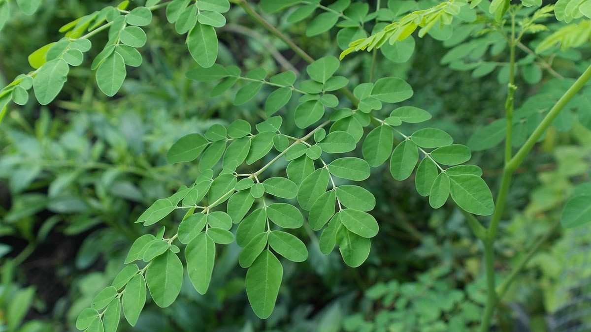 Drumstick Leaves Benefits: முருங்கைக் கீரை சாப்பிடுவதால் கிடைக்கும் நன்மைகள் என்னென்ன..? விவரம் உள்ளே..!