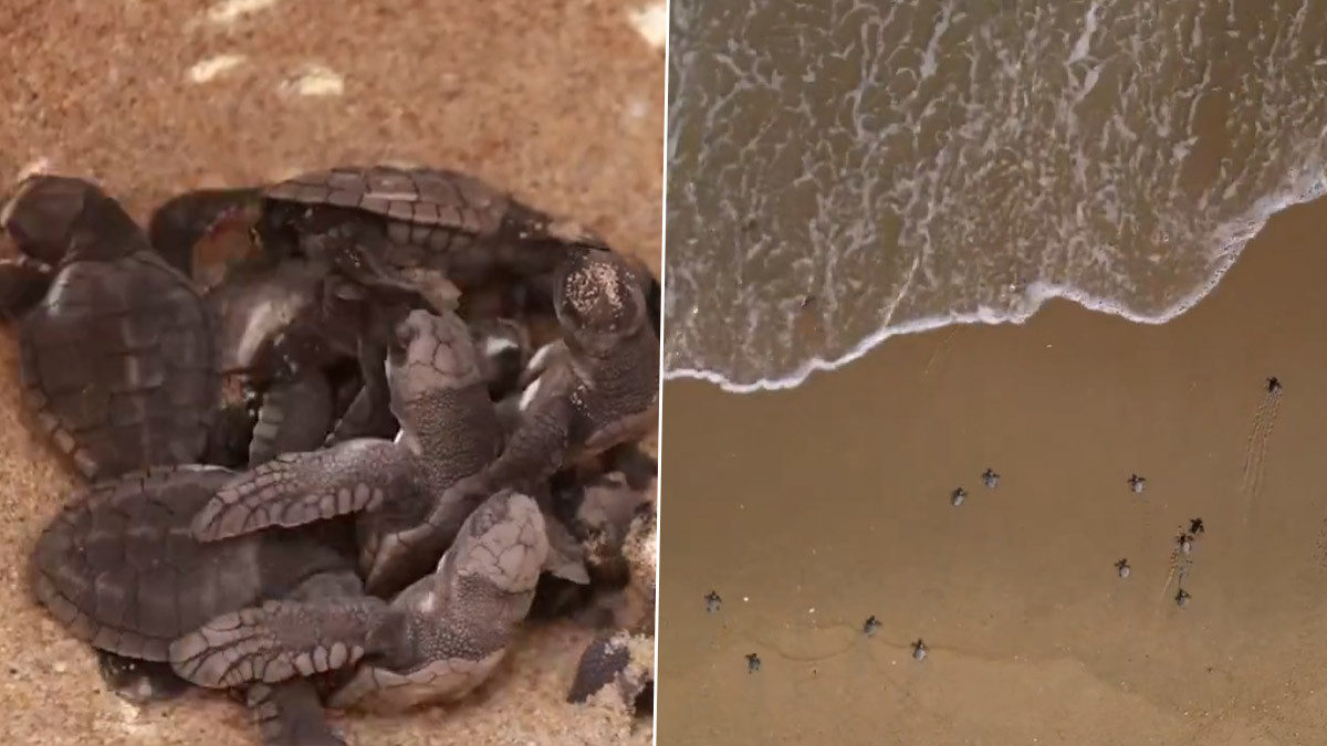 Turtle Nesting Season in Tamilnadu: 2 லட்சத்து 15 ஆயிரம் ஆமைகளுக்கு புதுவாழ்வு; சத்தமே இல்லாமல் சாதனை செய்த தமிழ்நாடு வனத்துறை..!