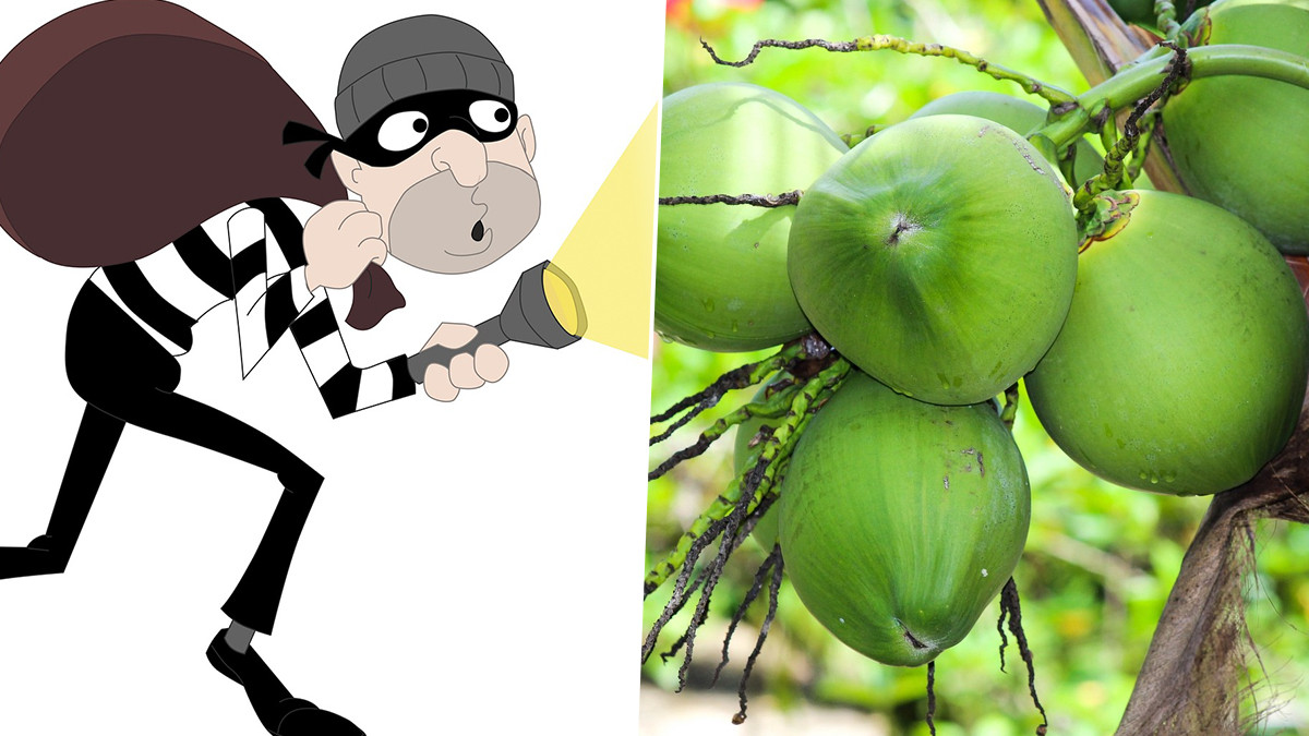 Mysterious Gang Theft From Coconut Tree: இளநீரை திருடி குடித்துவிட்டு உரிமையாளருக்கு நூதன வேண்டுகோள்; திருட்டு கும்பல் அடாவடி..!