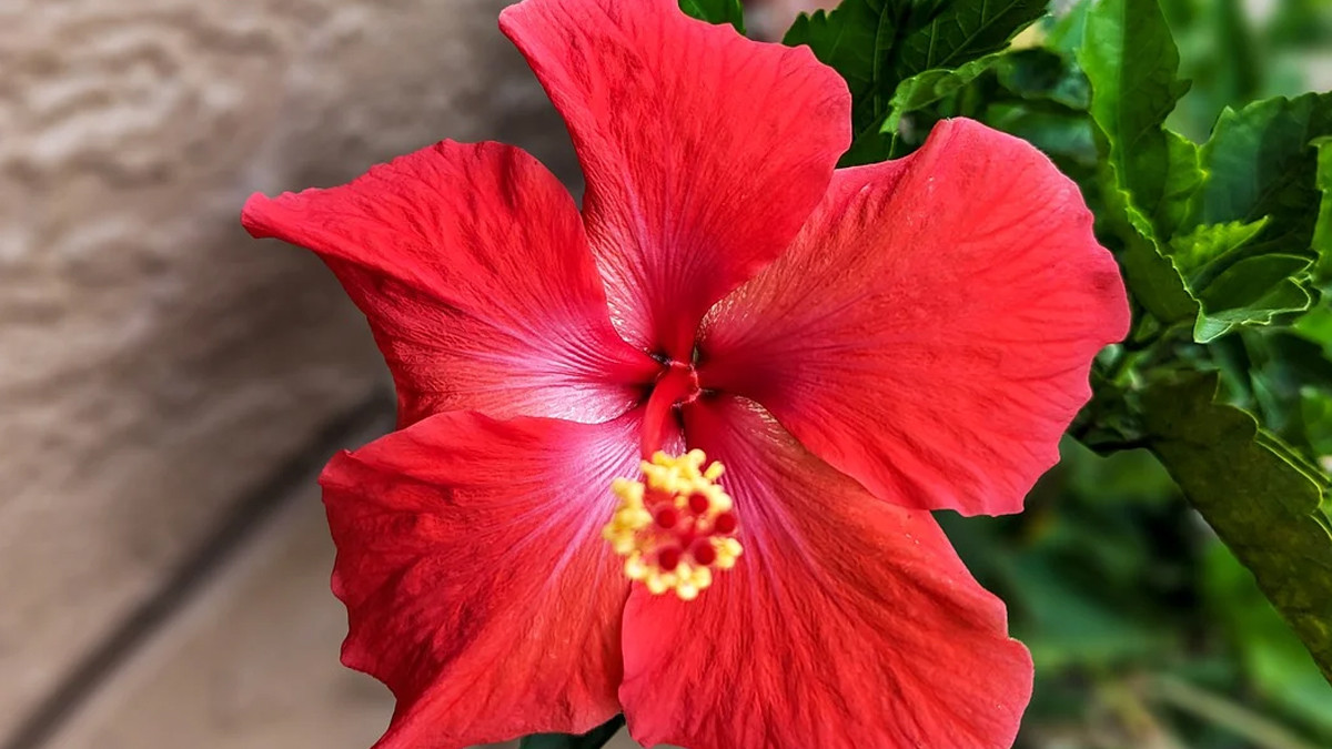 Hibiscus Flower Benefits: செம்பருத்திப் பூவில் உள்ள மருத்துவ குணங்கள் என்னென்ன..? விவரம் உள்ளே..!