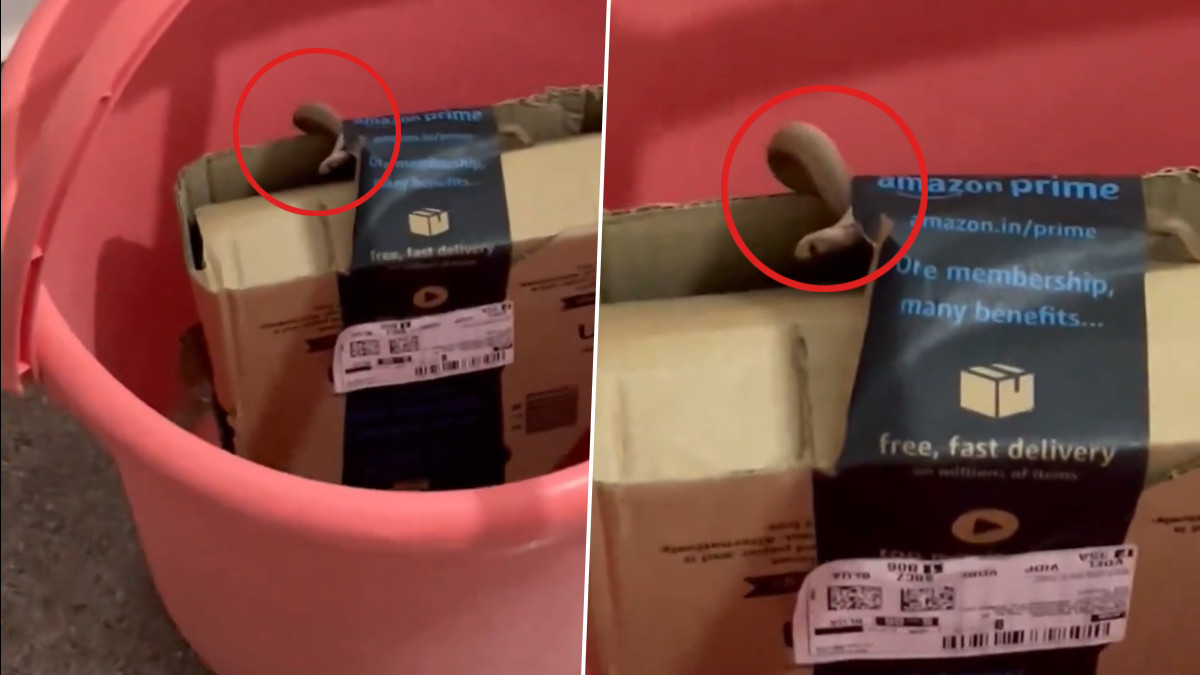 Online Order Scam: ஆன்லைனில் ஜாய்ஸ்டிக் ஆர்டர்போட்ட பெண்ணுக்கு காத்திருந்த அதிர்ச்சி.. டெலிவரி செய்யப்பட்ட பாம்பு.!