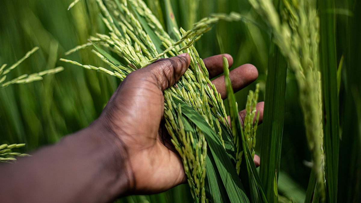 Beginning Farmer: முதன் முதலில் விவசாயத்தில் ஈடுபடுபவர்கள் அறிந்து கொள்ள வேண்டியவை..!