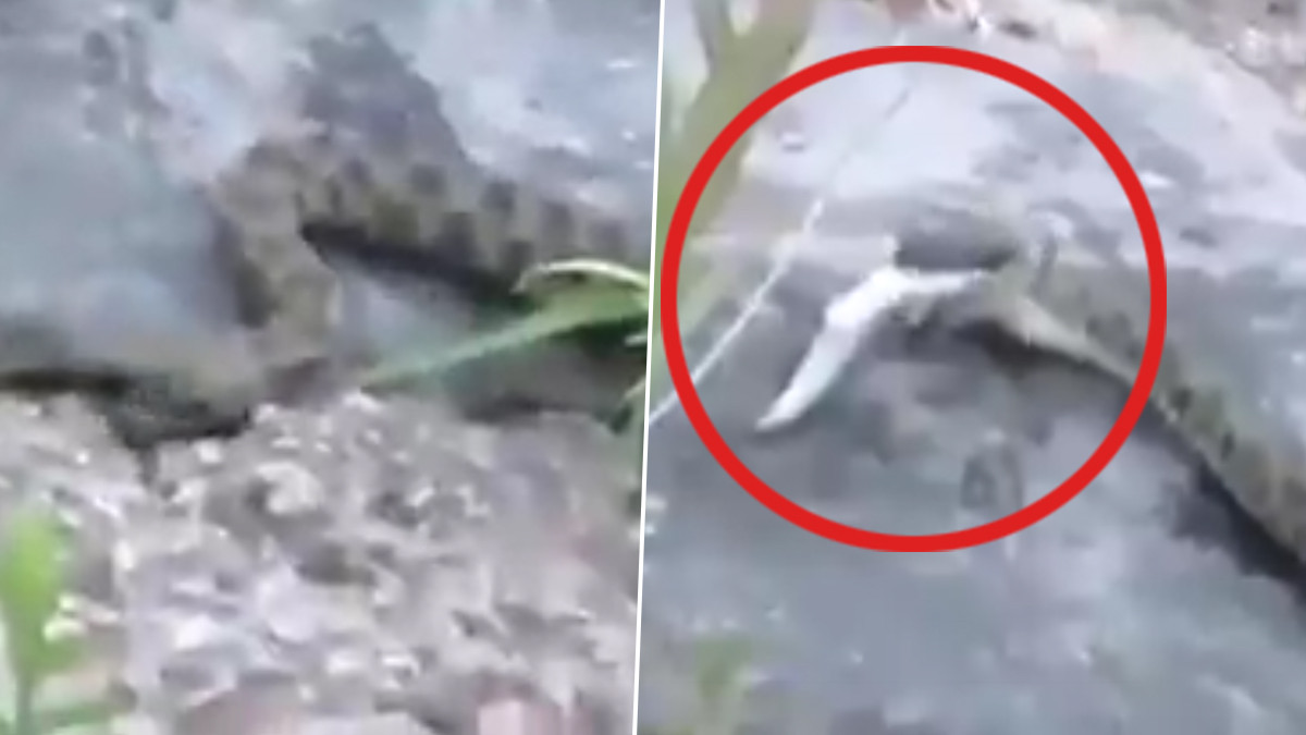 Fish Eating Snakes: மீன்களை பிடித்து ருசித்து சாப்பிடும் பாம்புகள்; அருவியில் நடந்த ஆச்சரியம்.. வைரல் வீடியோ உள்ளே.!