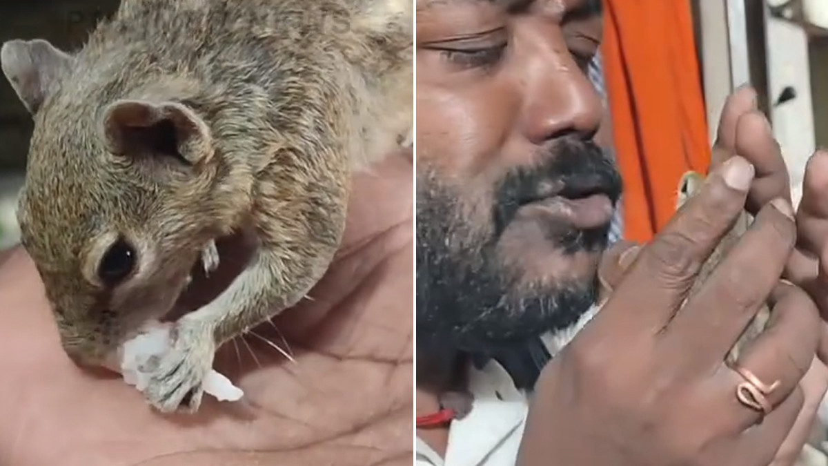 A Person Raising Squirrels In A Grocery Store: மளிகை கடையில் அணில் வளர்த்து வரும் நபர்; 90 அணில்கள் வளர்த்து ஆச்சரியமூட்டும் நெகிழ்ச்சி சம்பவம்.. வீடியோ வைரல்..!