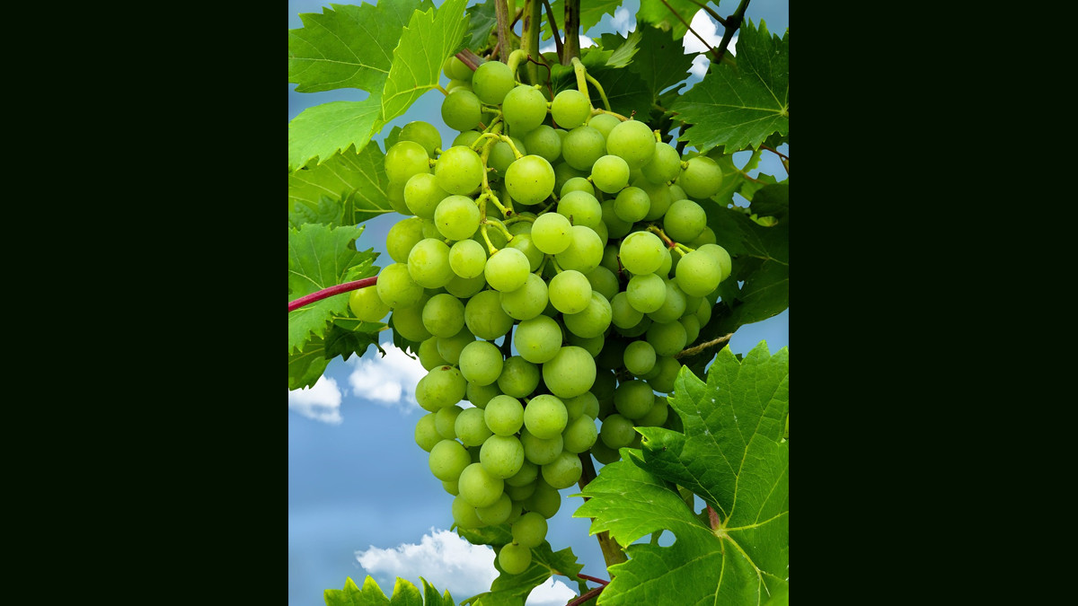Green Grapes Benefits: பச்சை திராட்சை சாப்பிடுவதால் கிடைக்கும் நன்மைகள் என்னென்ன..? விவரம் உள்ளே..!