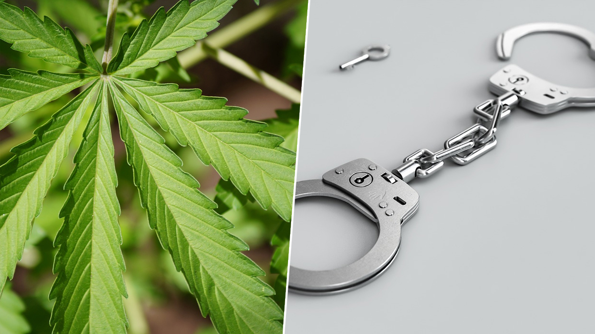 Couple Arrested: வீட்டின் மாடியில் கஞ்சா செடி வளர்த்த தம்பதி கைது.. விசாரணையில் அதிர்ச்சி தகவல்..!