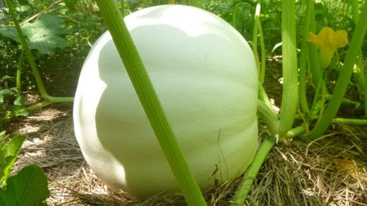 White Pumpkin Benefits: நீர்ச்சத்துகள் நிறைந்த வெள்ளை பூசணிக்காயில் உள்ள பயன்கள் என்னென்ன..?