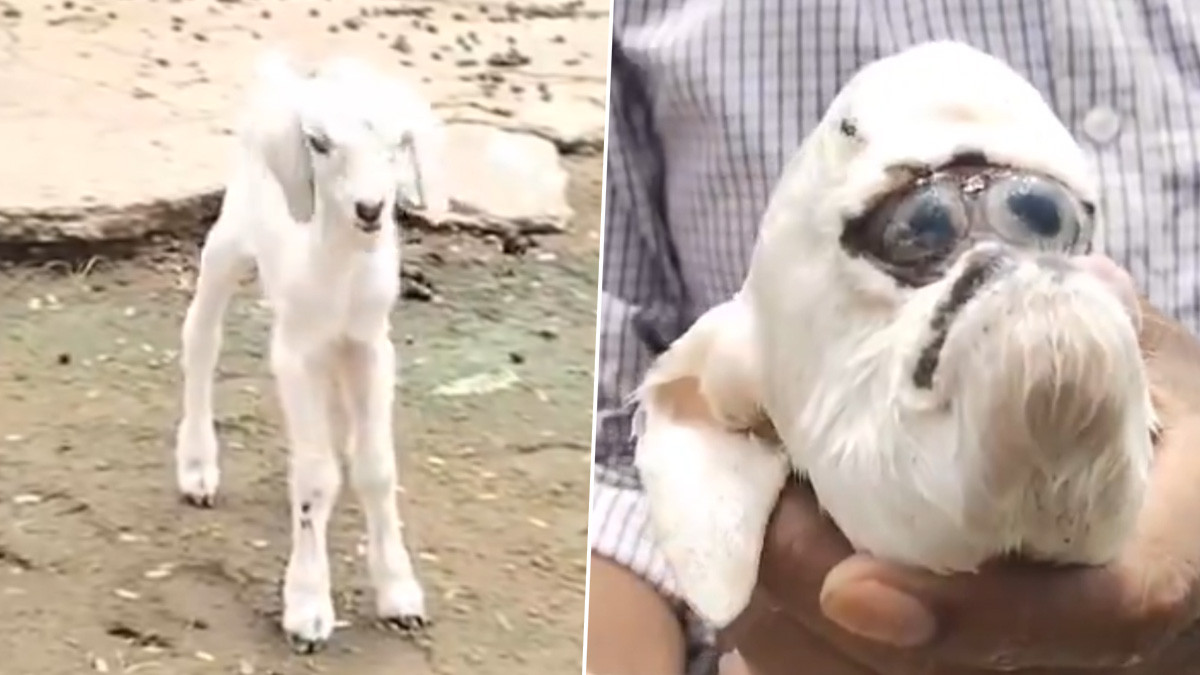 Goat Gives Birth to baby with human Face: மனிதன், நாய் தோற்றத்துடன் குட்டியை ஈன்ற ஆடு; வினோத நிகழ்வால் வியந்துபோன கிராம மக்கள்.!