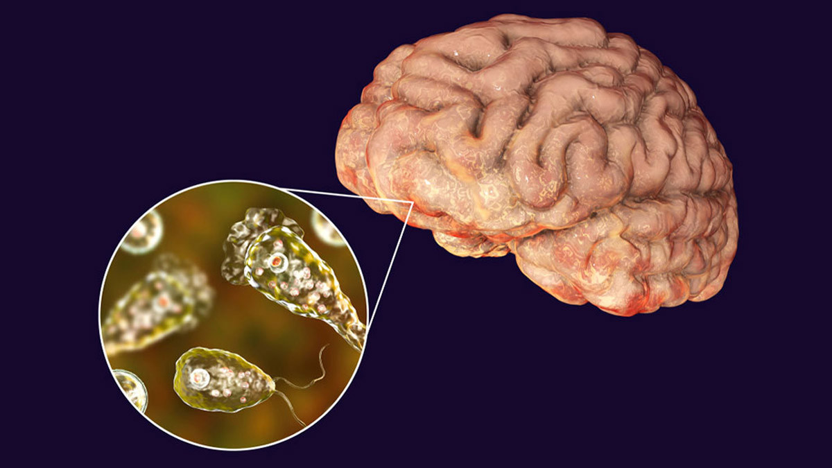 Brain Eating Amoeba: மூக்கு வழியாக நுழைந்து மூளையை தாக்கும் அமீபா.. தமிழக அரசின் அறிவிப்பு..!