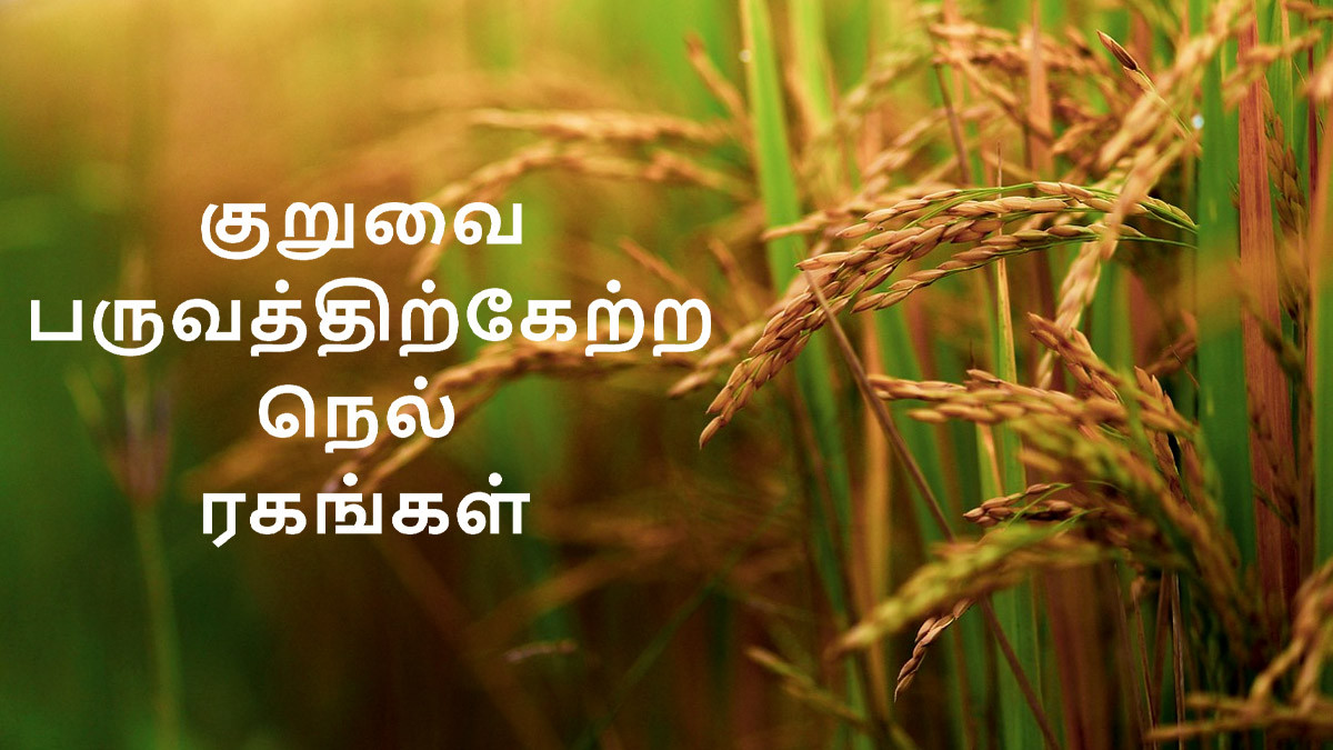 Short Duration Varieties Of Rice: குறுவை பருவத்திற்கேற்ற நெல் ரகங்கள் என்னென்ன.? விபரம் உள்ளே..!