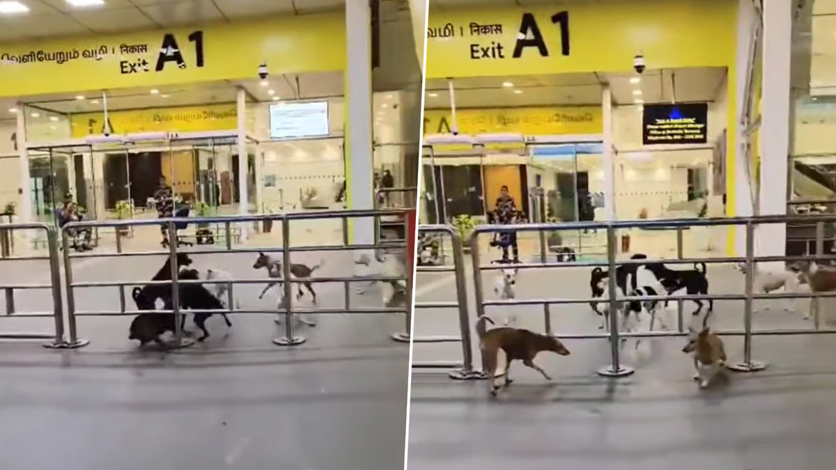 Dogs On The Prowl at Chennai International Airport: சென்னை பன்னாட்டு விமான நிலையத்தில் சுற்றித் திரியும் நாய்கள்.. வீடியோ வைரல்..!