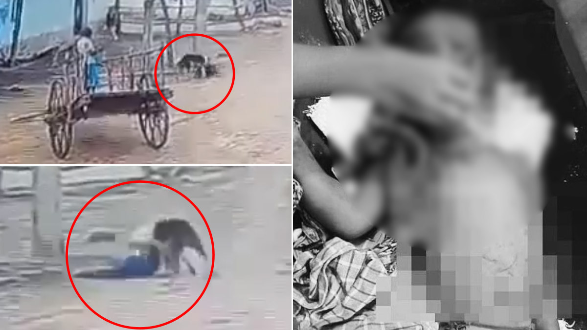 Boy Dies By Dog Bite: தெருநாய் கடித்து 7 வயது சிறுவன் படுகாயம்.. 2 வயது சிறுவன் உயிரிழப்பு..! பதைபதைக்க வைக்கும் வீடியோ வைரல்..!