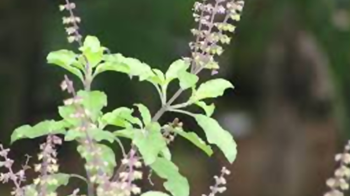 Thulasi Medicinal Benefits: துளசி செடியில் உள்ள மருத்துவ பயன்கள் என்னென்ன..?