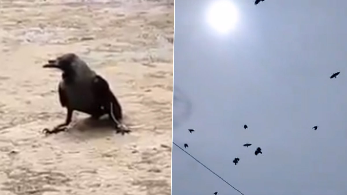 Hundreds of Crows Cawing: ஒரு காகத்தை பாதுகாக்க இறைச்சிக்கடையை சுத்துப்போட்ட 100 க்கும் மேற்பட்ட காகங்கள்.! பகீர் சம்பவம்.!