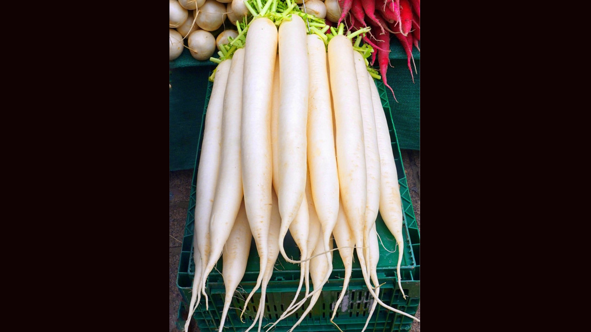 Radish Benefits: நீர்ச்சத்து நிறைந்த முள்ளங்கியில் உள்ள பயன்கள் என்னென்ன..? விவரம் உள்ளே..!