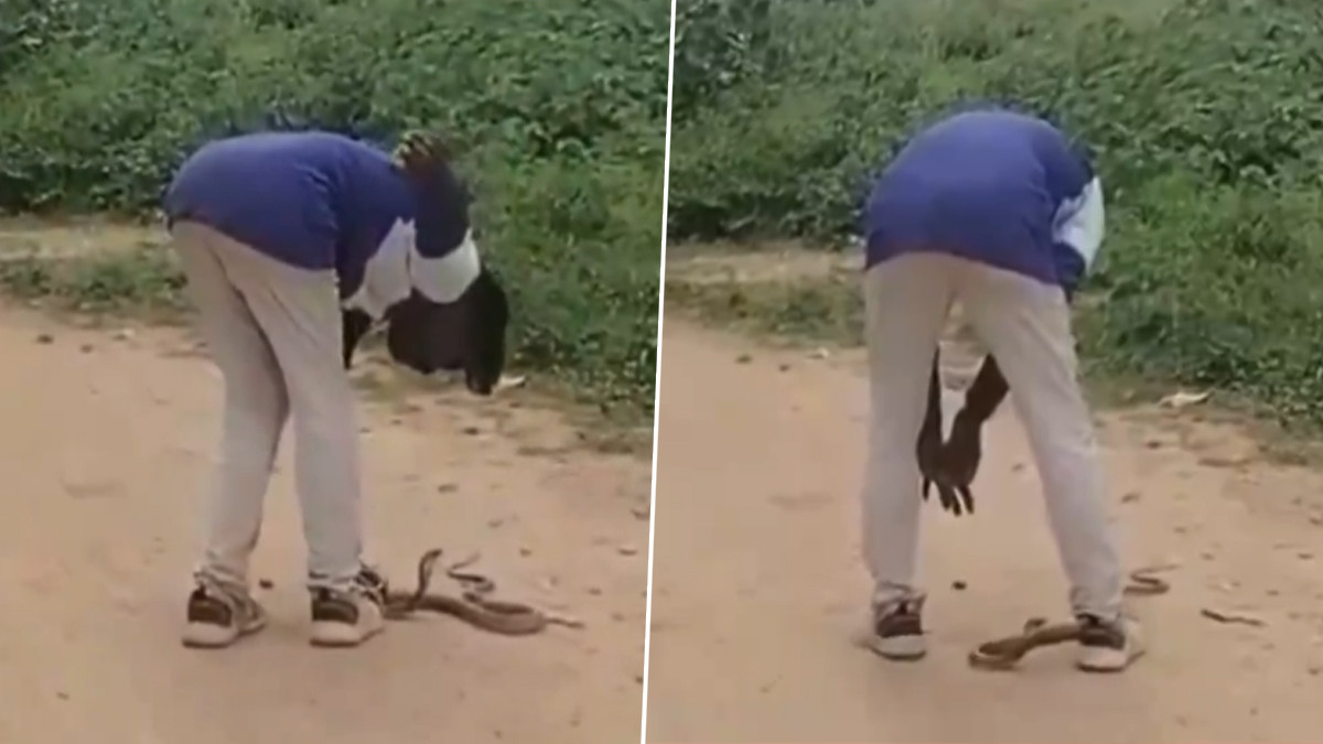 Cobra Bit A Drunken Youth: மதுபோதையில் நல்ல பாம்பிடம் விடாப்பிடியாக வம்பிழுத்து உயிருக்கு போராடும் குடிகார ஆசாமி; பகீர் வீடியோ வைரல்..!
