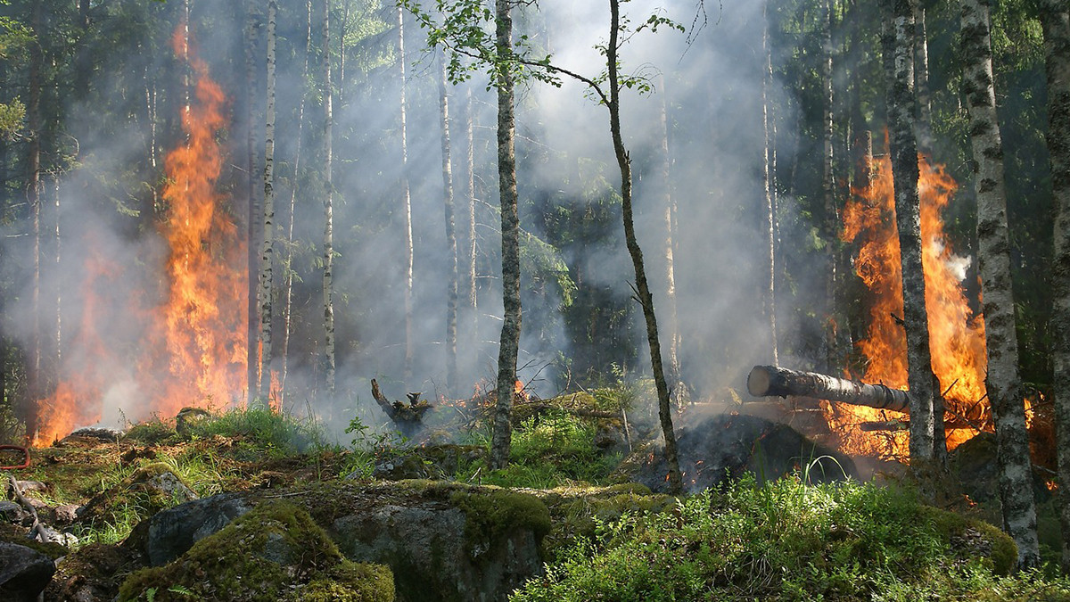 Canada Forest Fire: கனடாவில் பற்றி எரியும் காட்டுத்தீ; சுமார் 6 ஆயிரம் பேர் மீட்பு..!