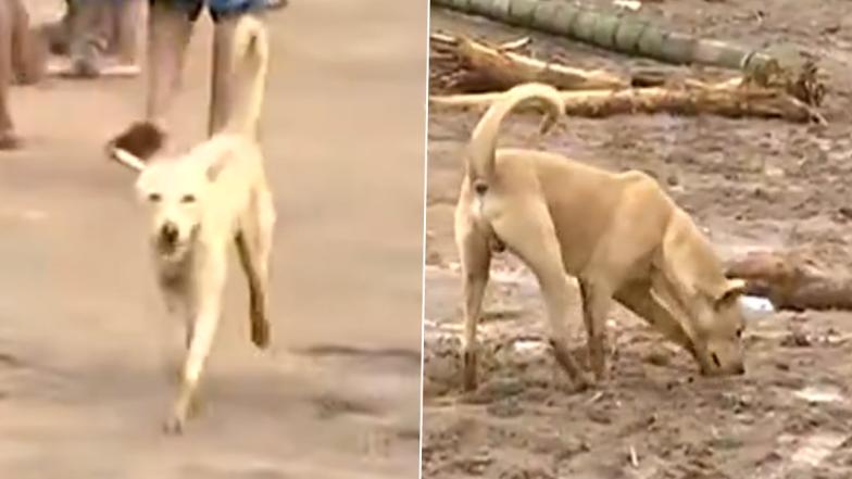 Dog Searches Relatives Lost In Landslide: நிலச்சரிவில் தொலைத்த உறவுகளை தேடும் ஜீவன்; நெகிழ வைக்கும் வீடியோ வைரல்..!