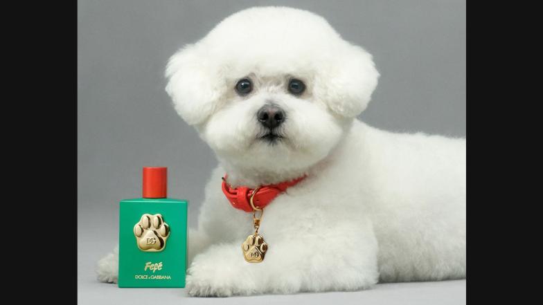 Perfume For Dogs: இனி உங்கள் நாயும் கமகமவென்று இருக்கும்.. நாய்களுக்கான வாசனை திரவியம் அறிமுகம்..!