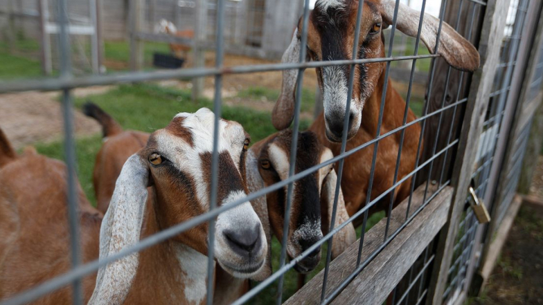 Goat Plague Outbreak: குரங்கம்மையை தொடர்ந்து ஆடுகளுக்கு பரவுகிறது பிளேக் நோய்; மனிதர்களுக்கும் ஆபத்தா? விபரம் உள்ளே.!