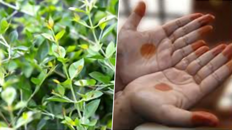 Medicinal Benefits Of Marudhani: மருதாணியில் உள்ள மகத்தான மருத்துவ பயன்கள் என்னென்ன..? விவரம் உள்ளே..!