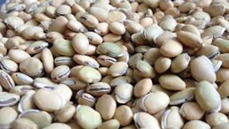 Mochai Payaru Benefits: மொச்சை பயறில் உள்ள மருத்துவ பயன்கள் என்னென்ன..? விவரம் உள்ளே..!