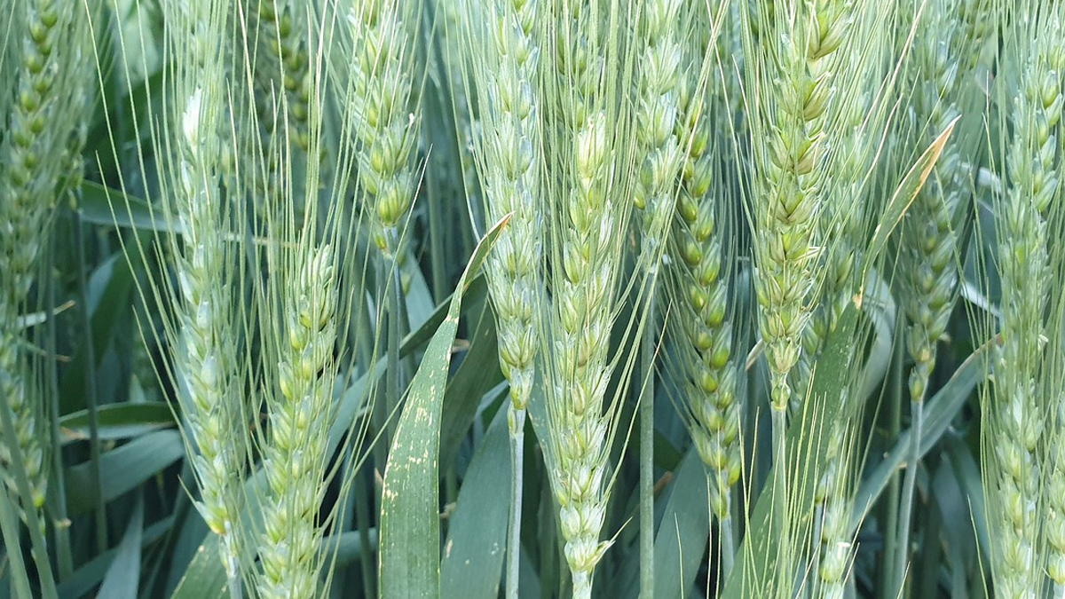 Managing Heat Stress on Crops: பயிர்களின் வெப்பத் தாக்கத்தை கட்டுப்படுத்த பின்பற்றவேண்டியவைகள்.. விவரம் உள்ளே..!