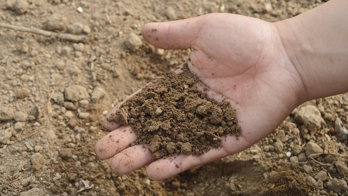 Soil Fertility: மண் வளம் அவசியம்.. மண் வளத்தை மேம்படுத்துவது எப்படி? விவரம் உள்ளே..!