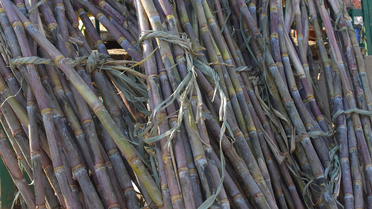 Sugarcane Diseases: கரும்பில் ஏற்படும் செவ்வழுகல் நோய்.. தவிர்ப்பதற்கான வழிகள் என்னென்ன?!