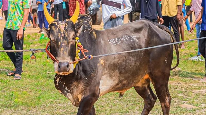 Jallikattu Bulls: மாடுகளை பாதுகாக்கும் தமிழர் வீரத்தின் அடையாளம் ஜல்லிக்கட்டு.. ஏன் நாட்டு மாடுகள் அவசியம்? விபரம் உள்ளே.!
