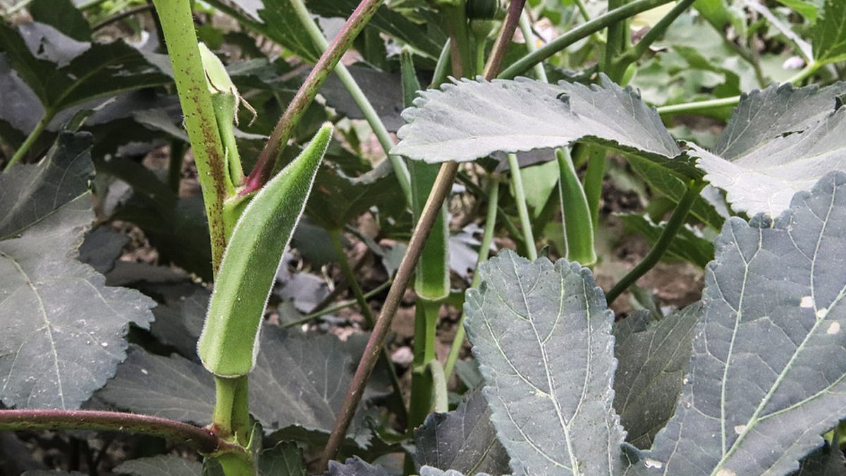 Ladyfinger Cultivation: லாபம் தரும் வெண்டை.. வெண்டை வளர்ப்பு பற்றி அறிவோம் வாங்க..!