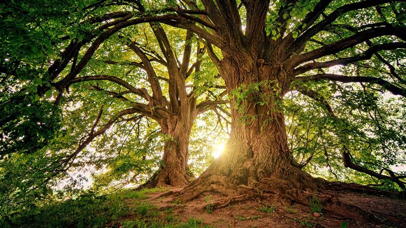 Planting Trees: பண மழை கொட்டும் மரம் வளர்ப்பு.. ₹1 கோடி வரை சம்பாதிக்கலாம்..!