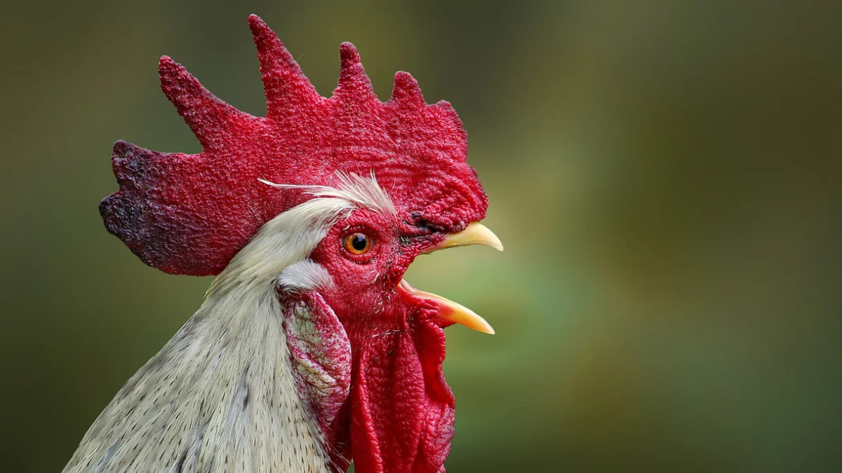 Chicken Heat Stress: கோடையில் கோழிகளுக்கு  வெப்ப பாதிப்பு.. பாதுகாக்க சில வழிமுறைகள்!